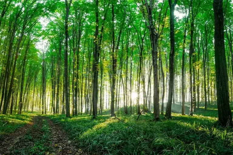 Sunlight filtering through dense green trees in a lush forest, casting shadows on the grassy floor.